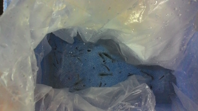 モロコとヌマエビ?