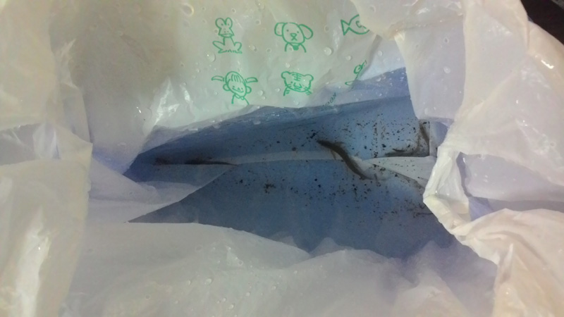 カワヨシノボリとシマドジョウ